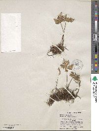 Bommeria hispida image