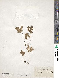 Bommeria hispida image