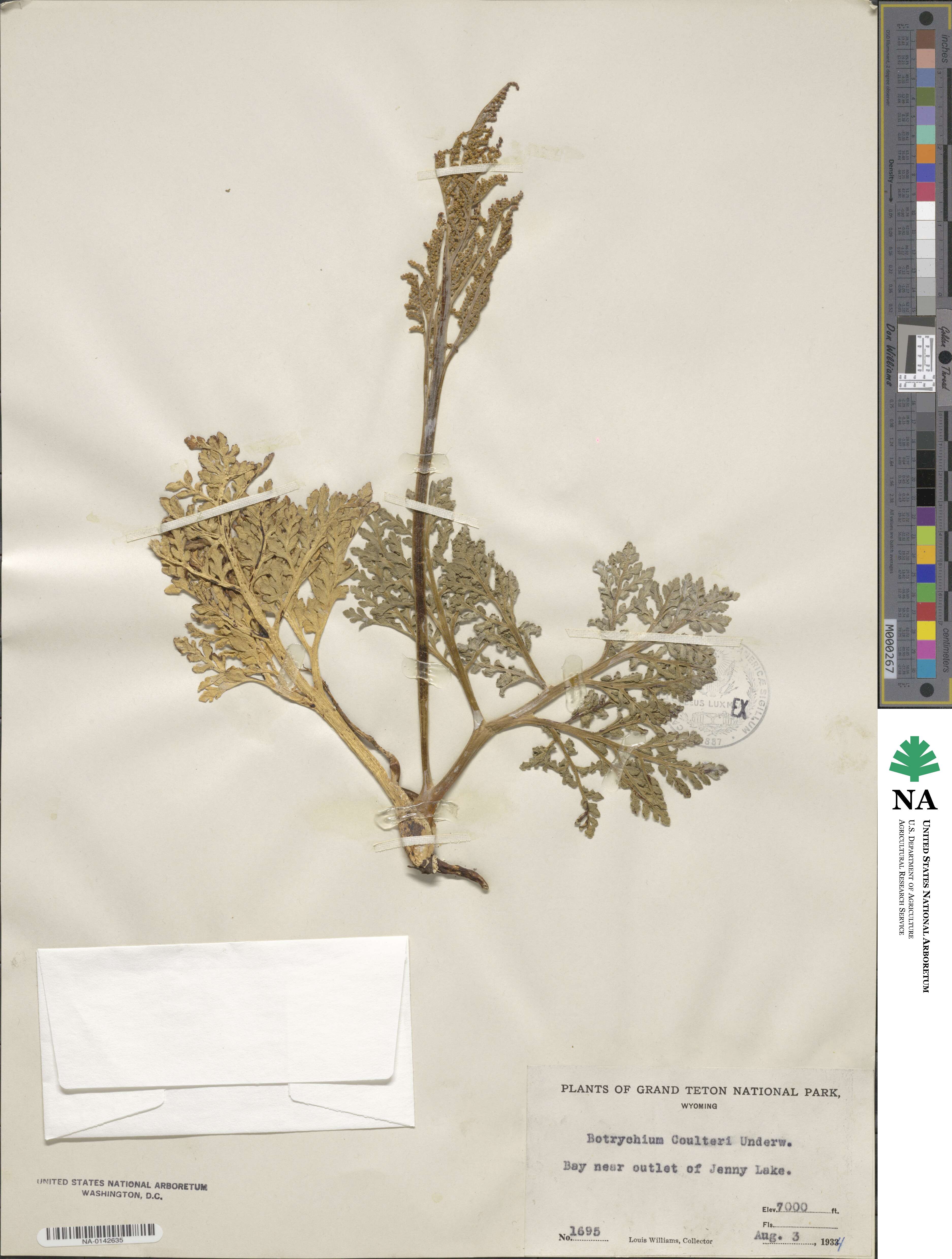 Sceptridium multifidum image