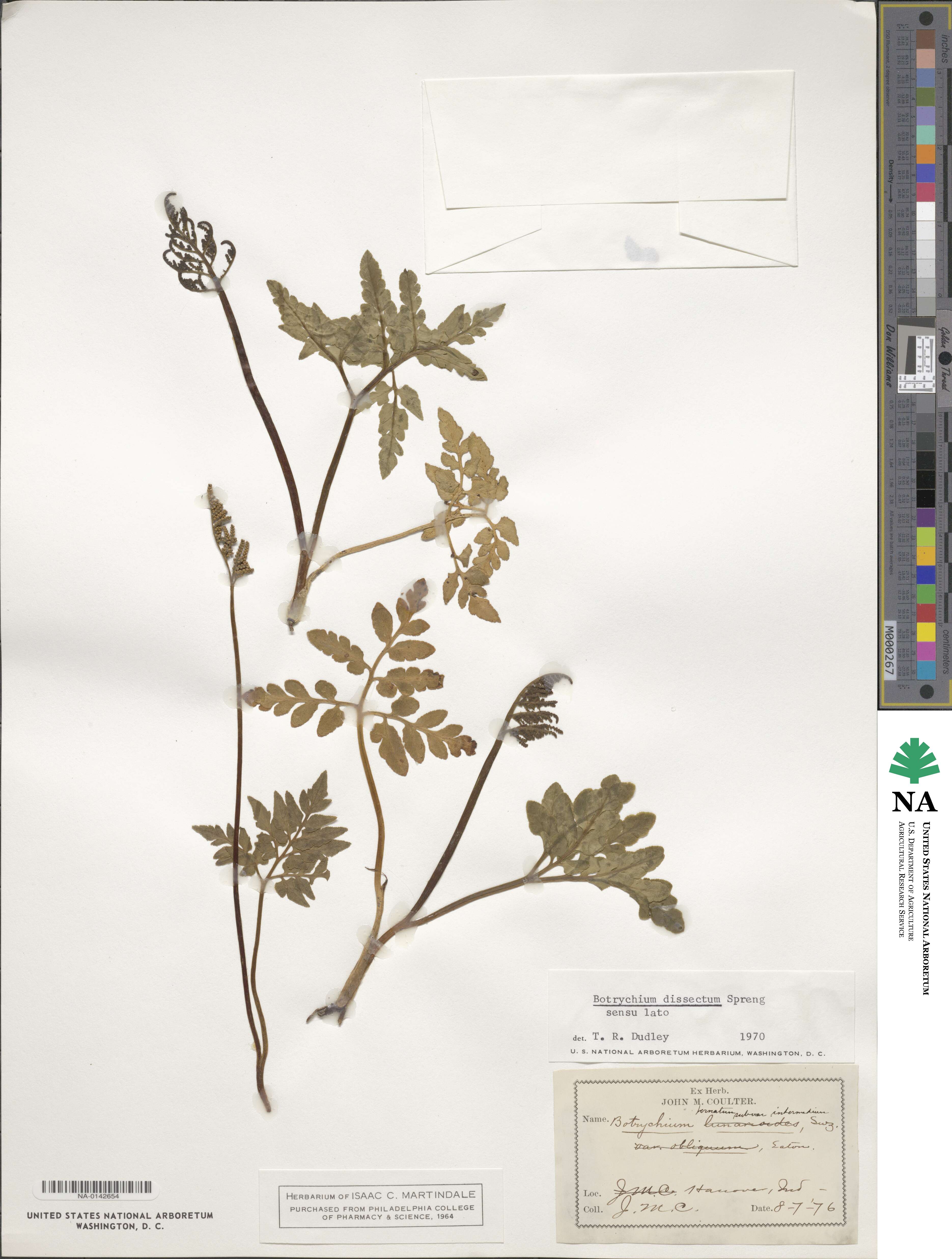 Sceptridium dissectum image