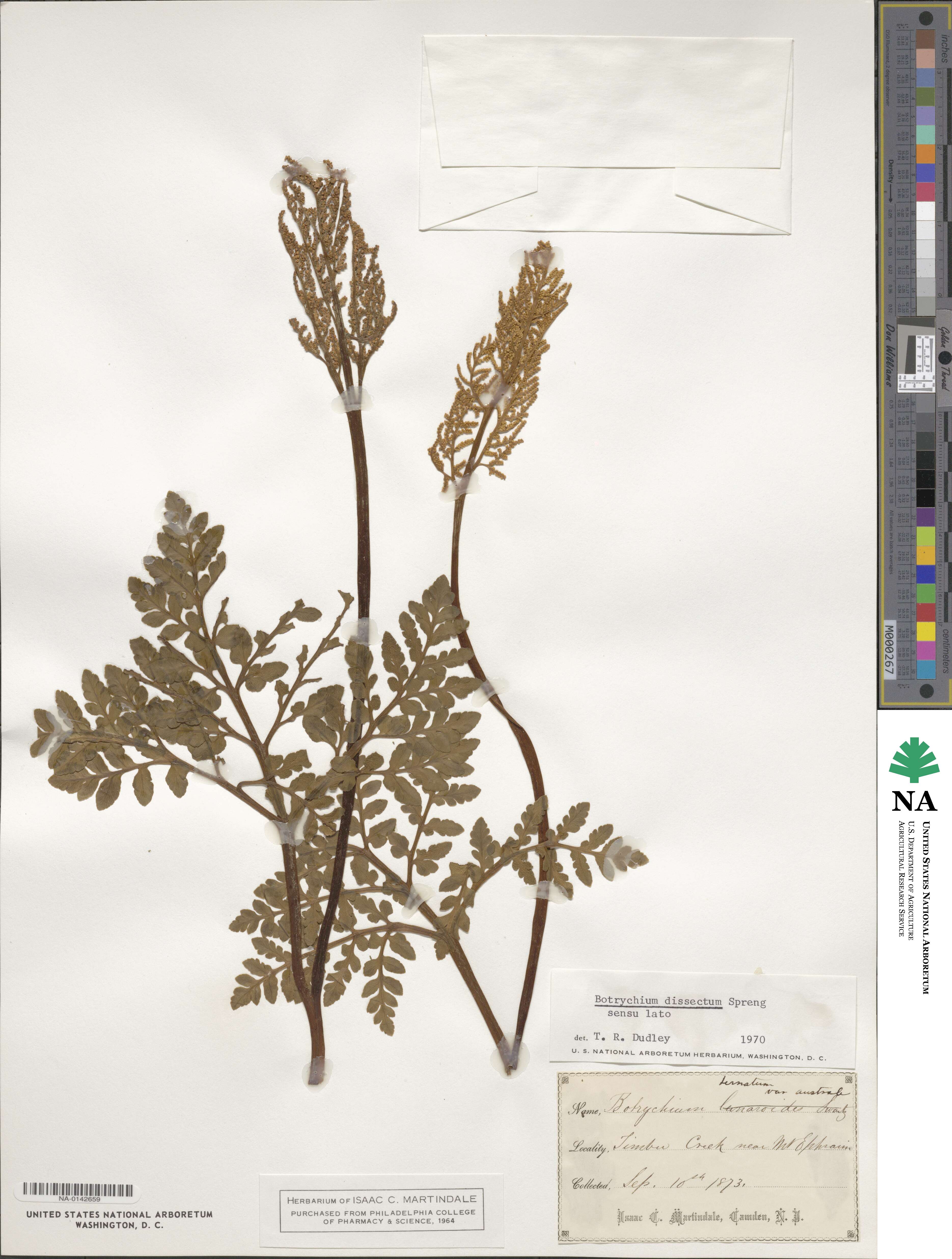 Sceptridium dissectum image