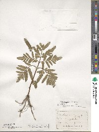 Sceptridium dissectum image