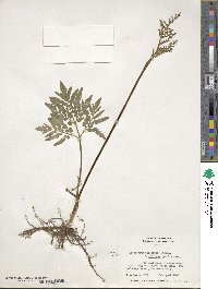 Sceptridium dissectum image