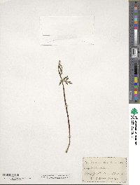 Botrychium lanceolatum image