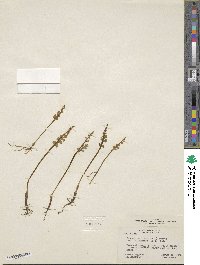 Botrychium minganense image