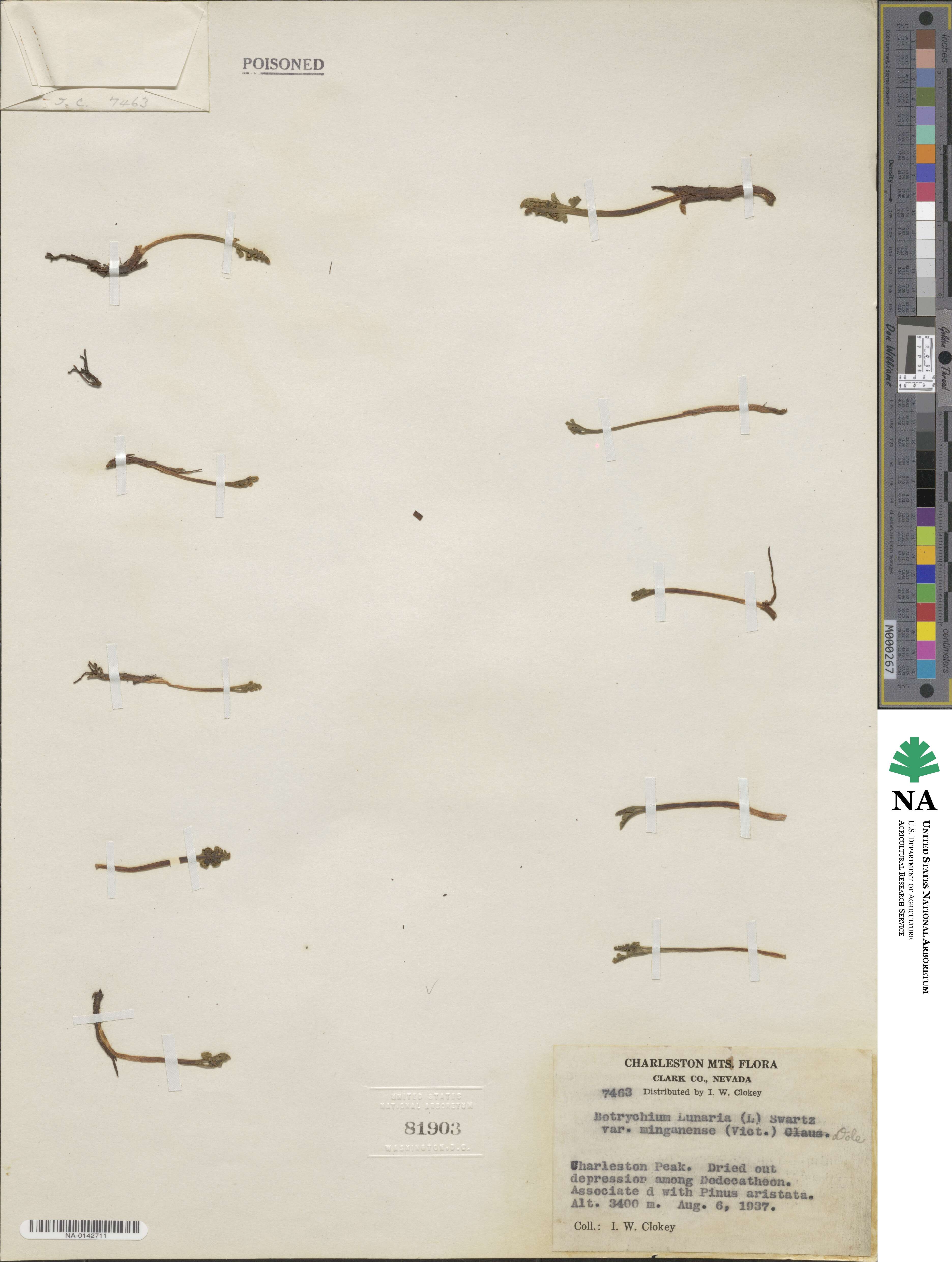 Botrychium minganense image