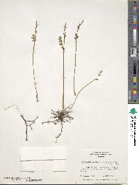 Botrychium matricariifolium image