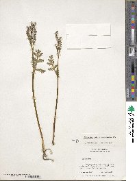 Botrychium matricariifolium image