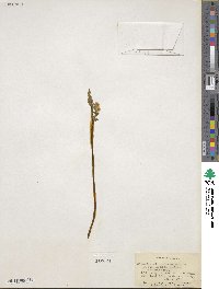 Botrychium matricariifolium image