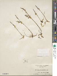 Botrychium matricariifolium image