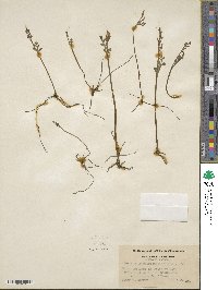 Botrychium matricariifolium image