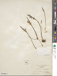 Botrychium matricariifolium image