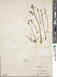 Botrychium matricariifolium image