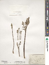 Botrychium matricariifolium image