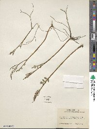 Botrychium matricariifolium image