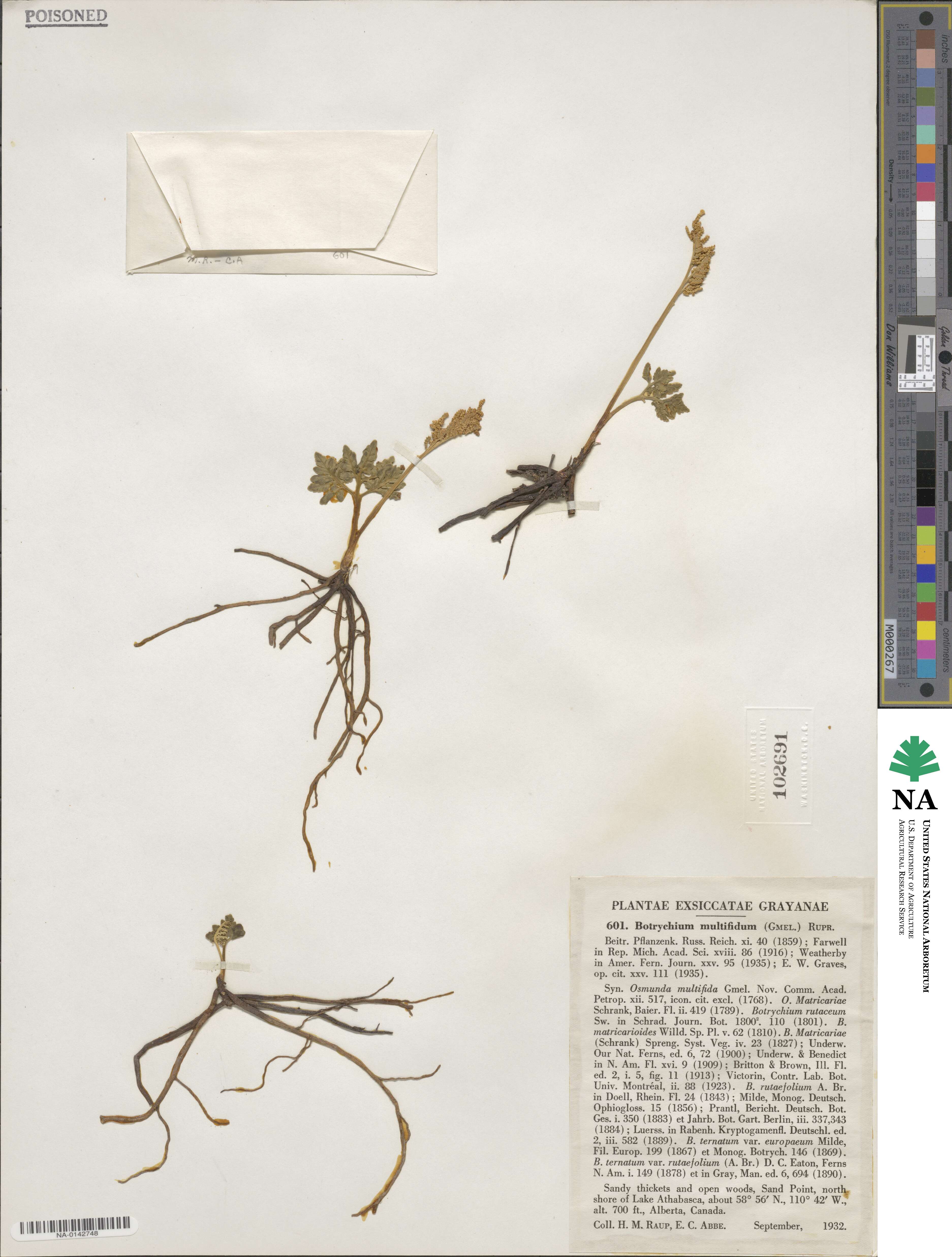 Sceptridium multifidum image