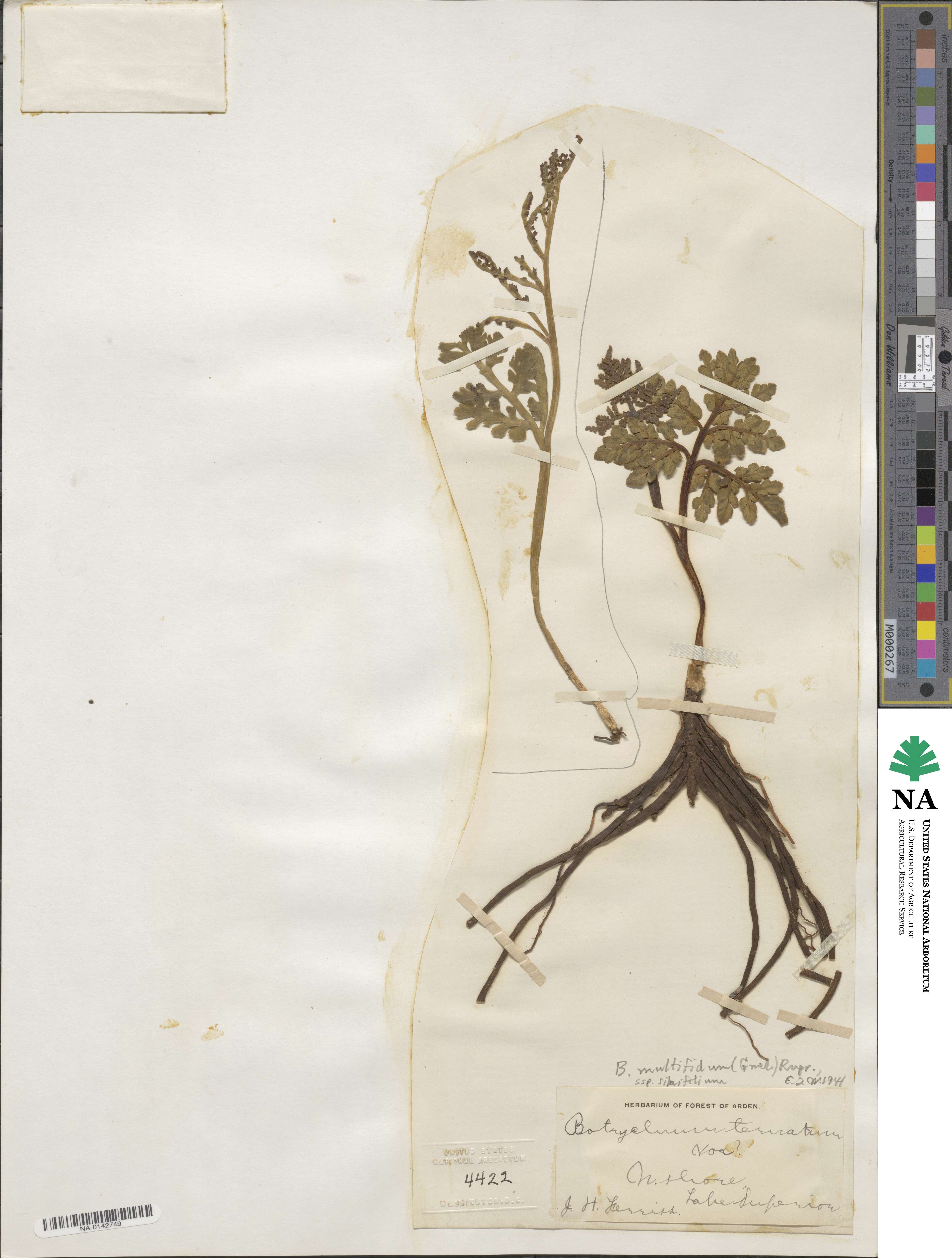 Sceptridium multifidum image