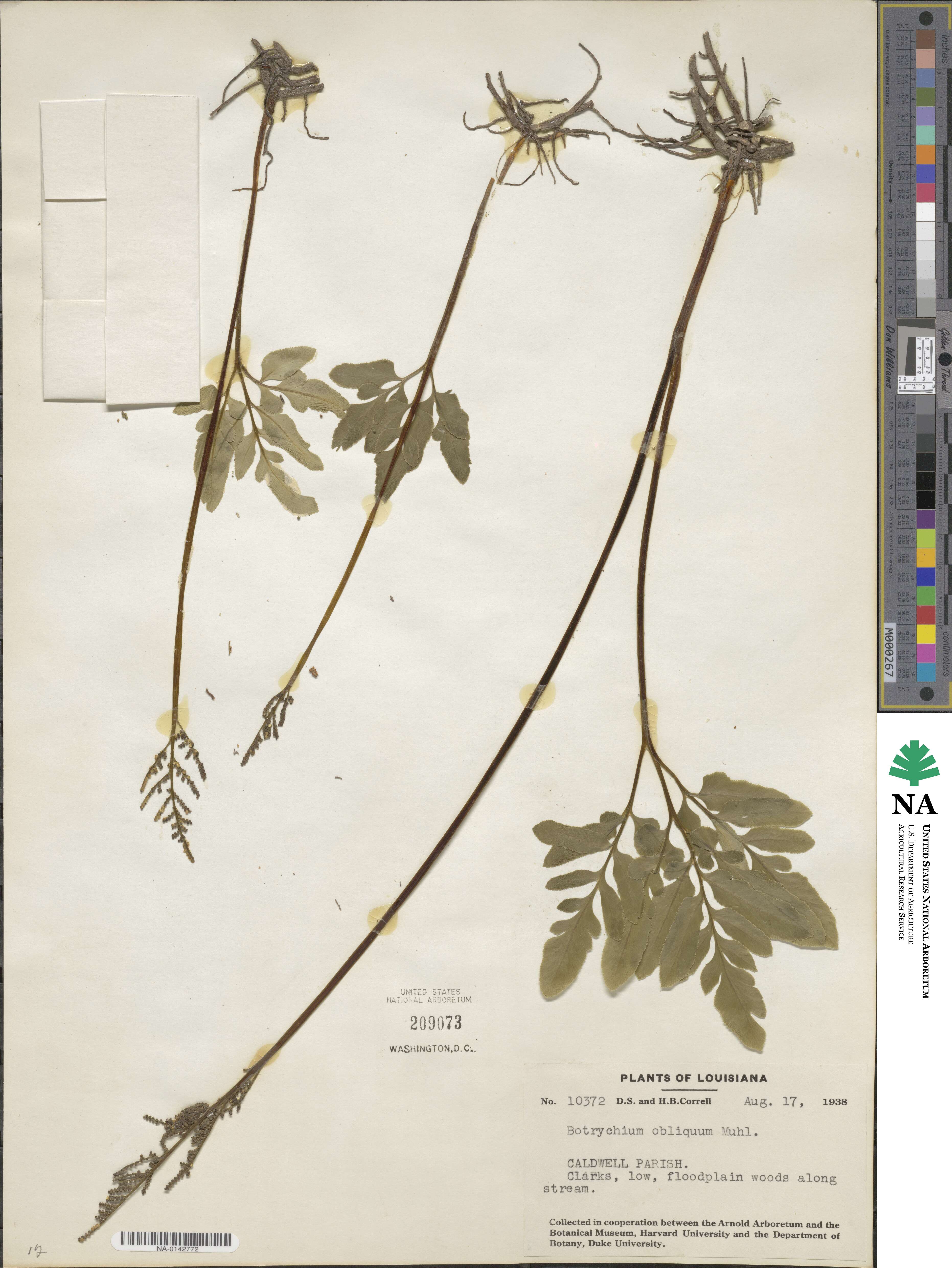 Sceptridium dissectum image