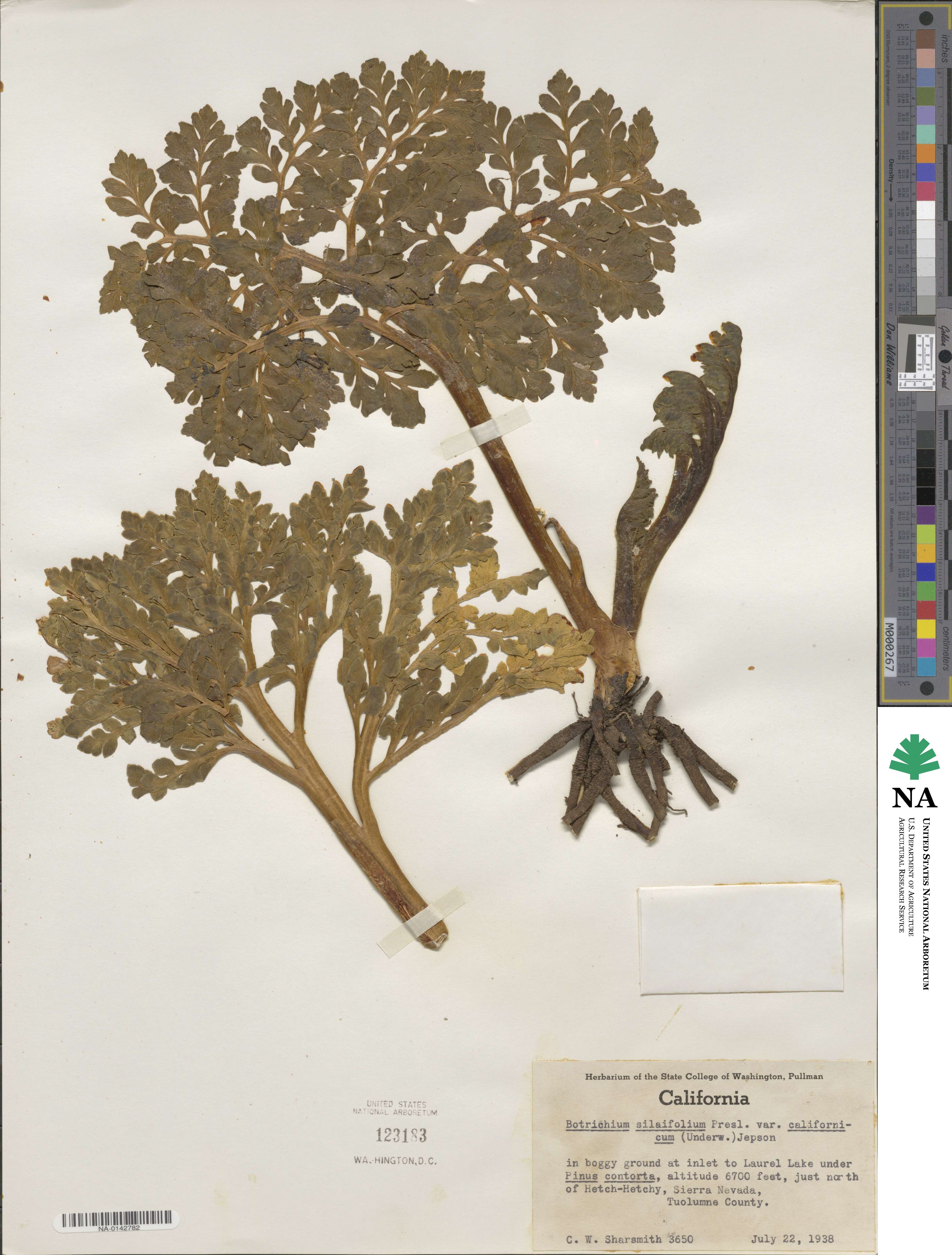 Sceptridium multifidum image