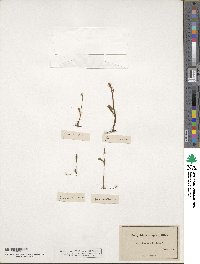 Botrychium simplex image