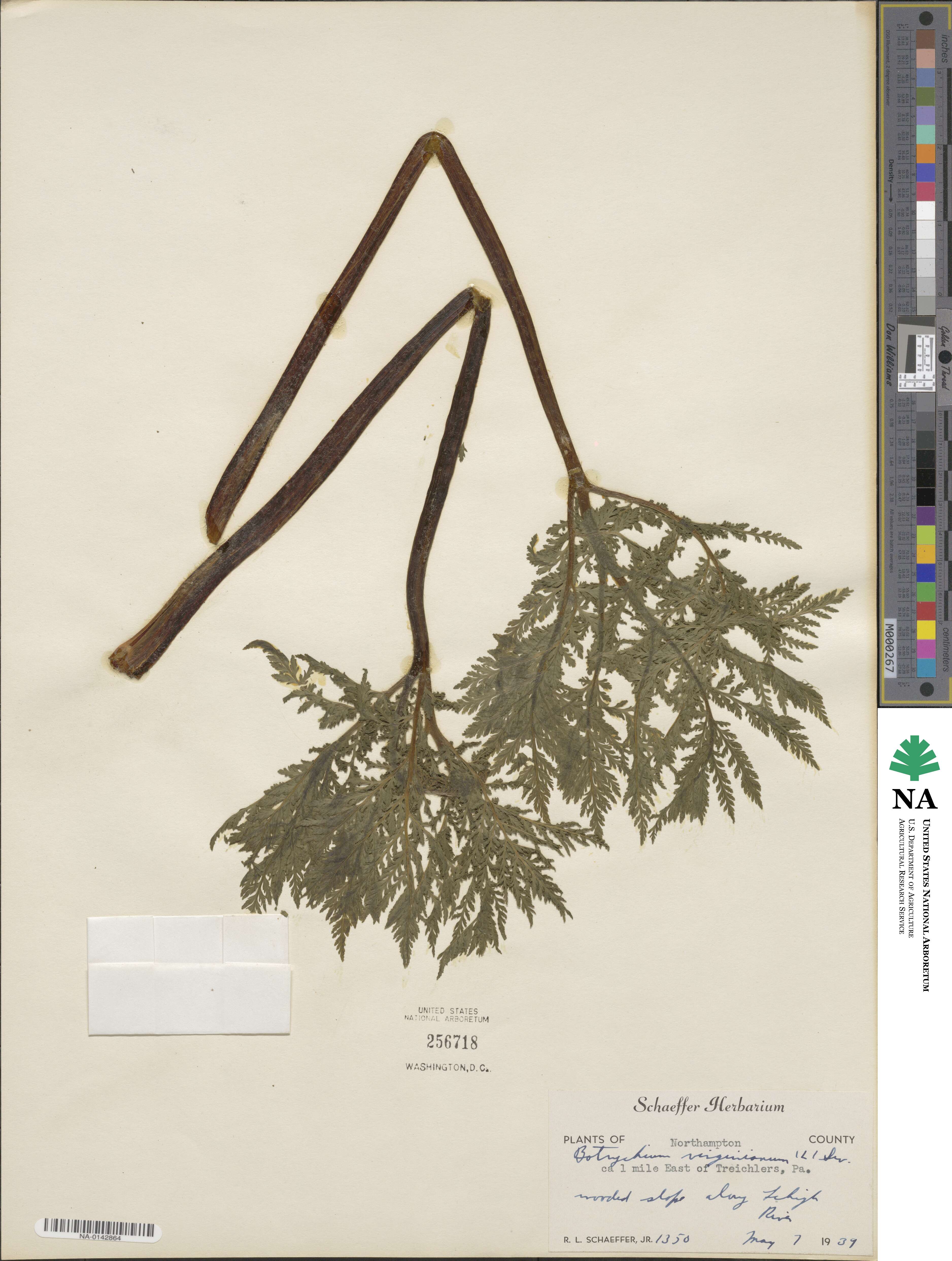 Botrypus virginianus image