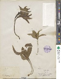 Ophioglossum palmatum image