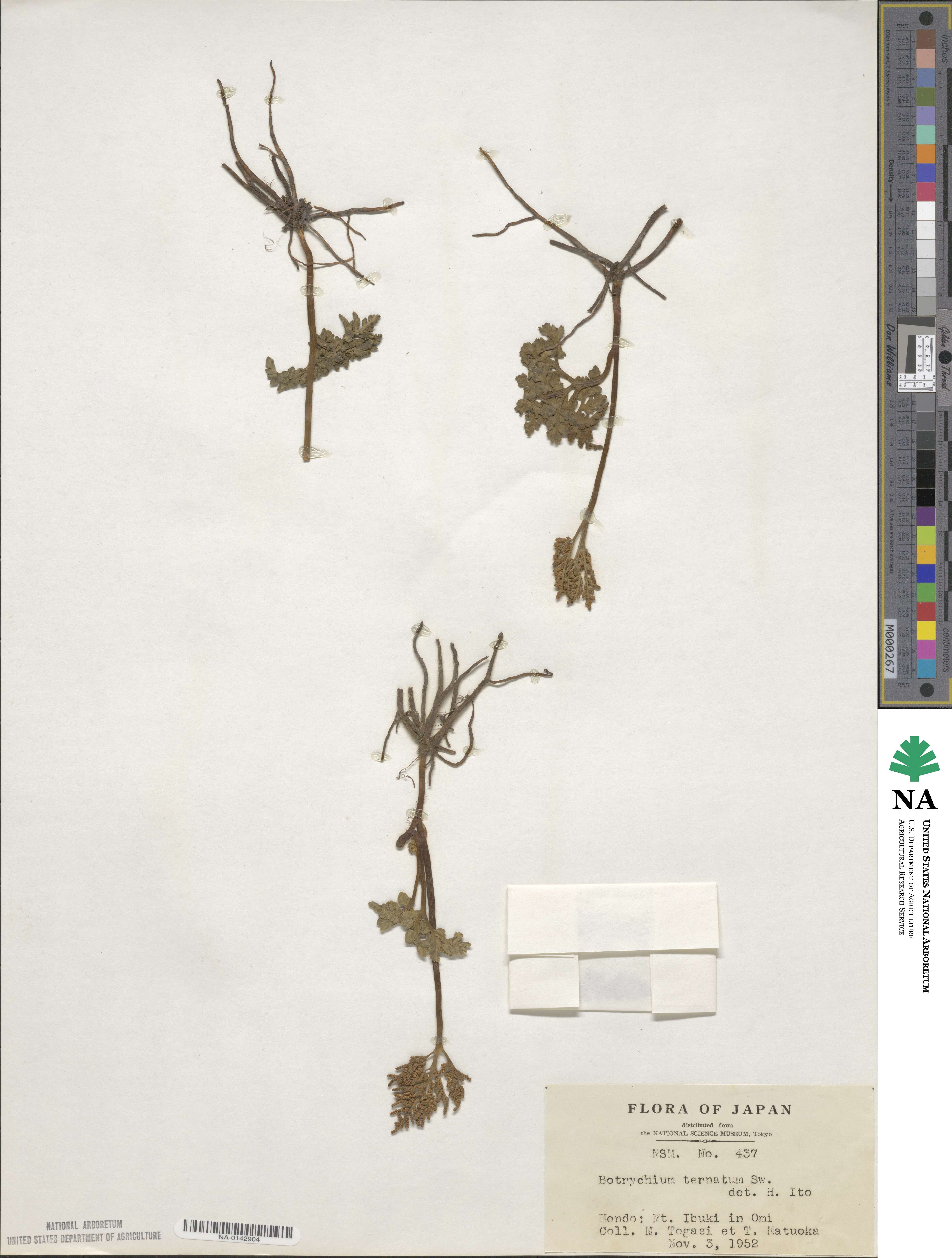 Sceptridium ternatum image