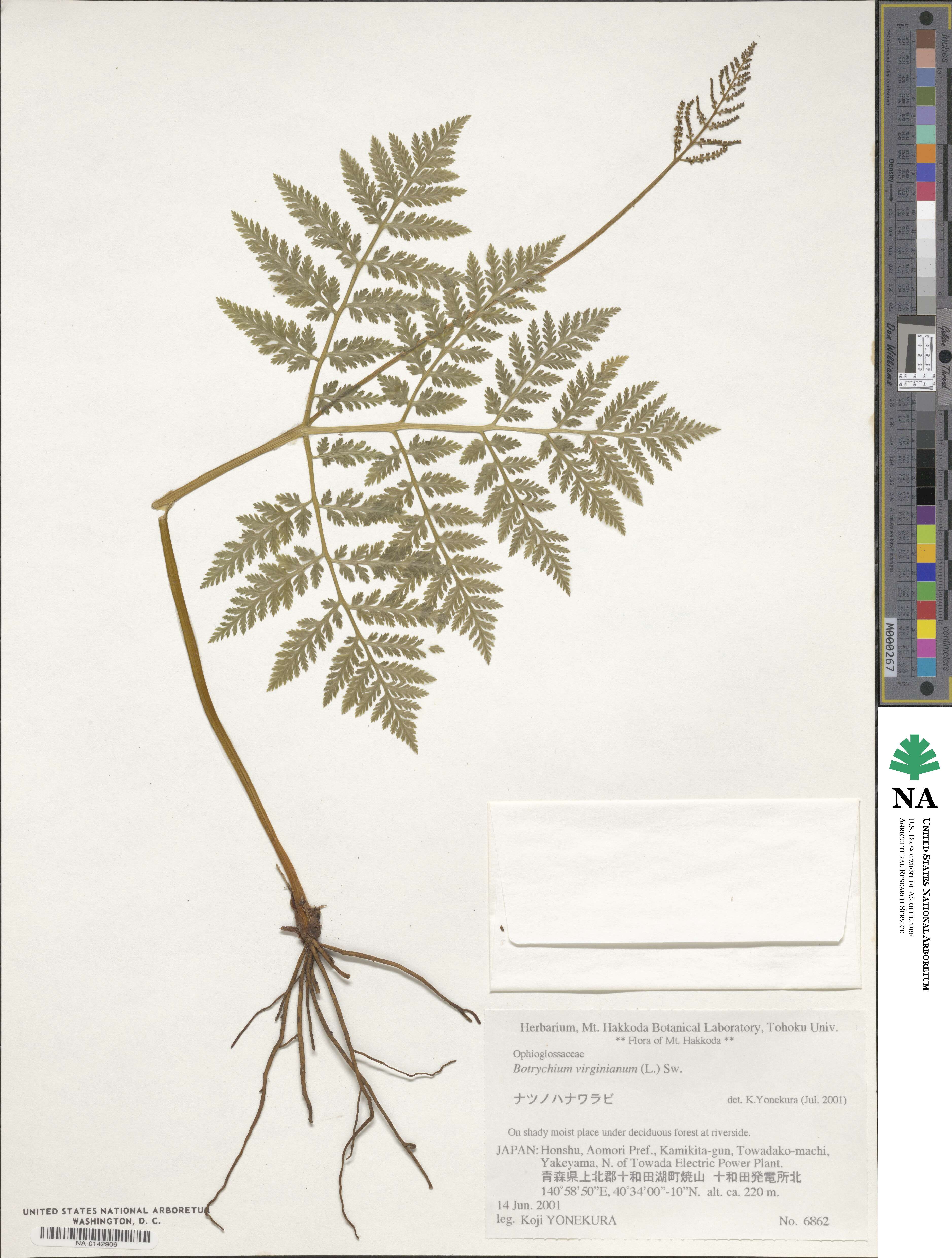 Botrypus virginianus image