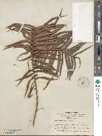 Image of Brainea insignis