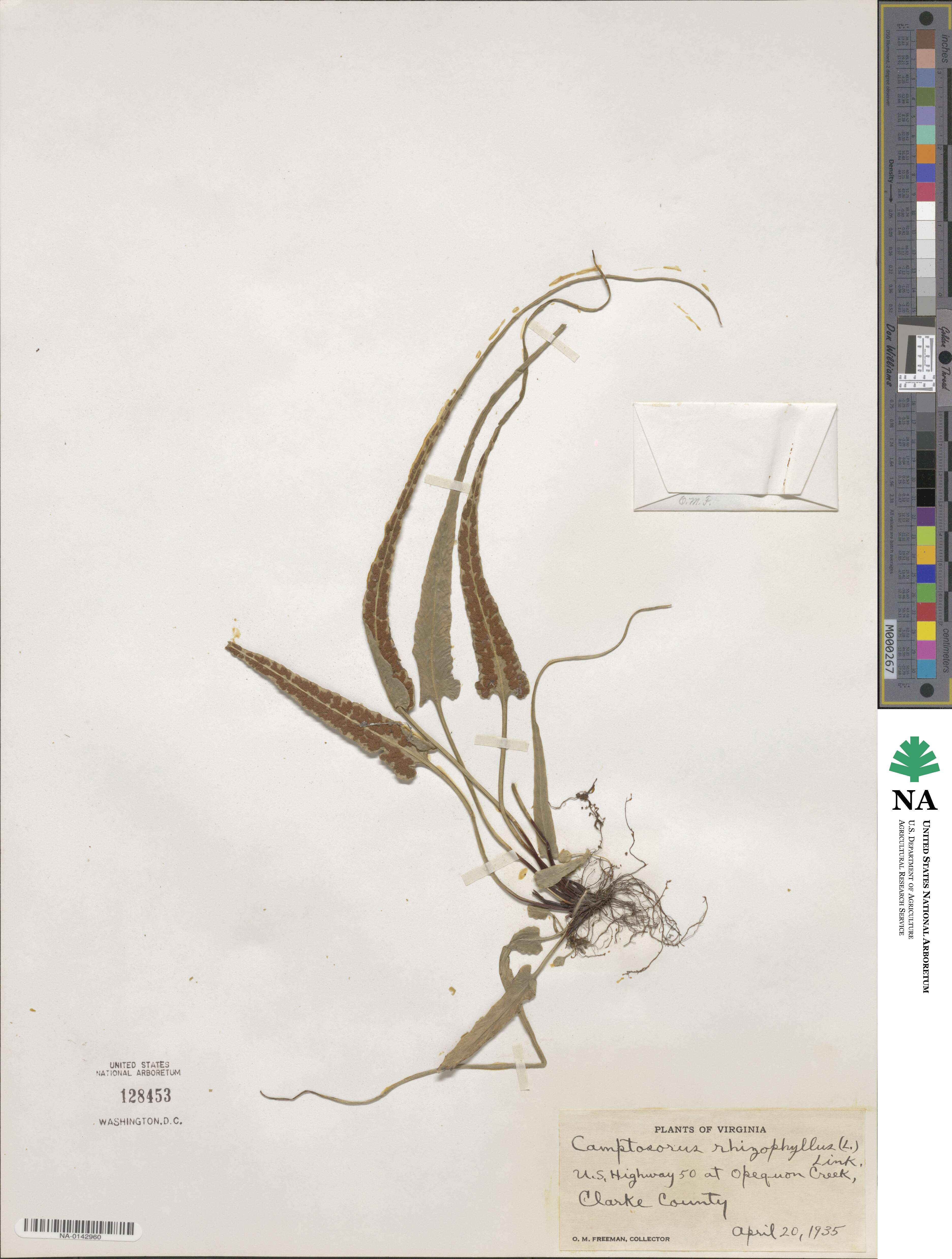 Asplenium radicans image