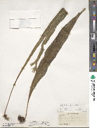 Campyloneurum lapathifolium image