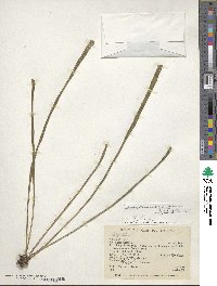 Image of Campyloneurum ensifolium