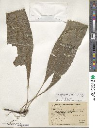 Campyloneurum repens image