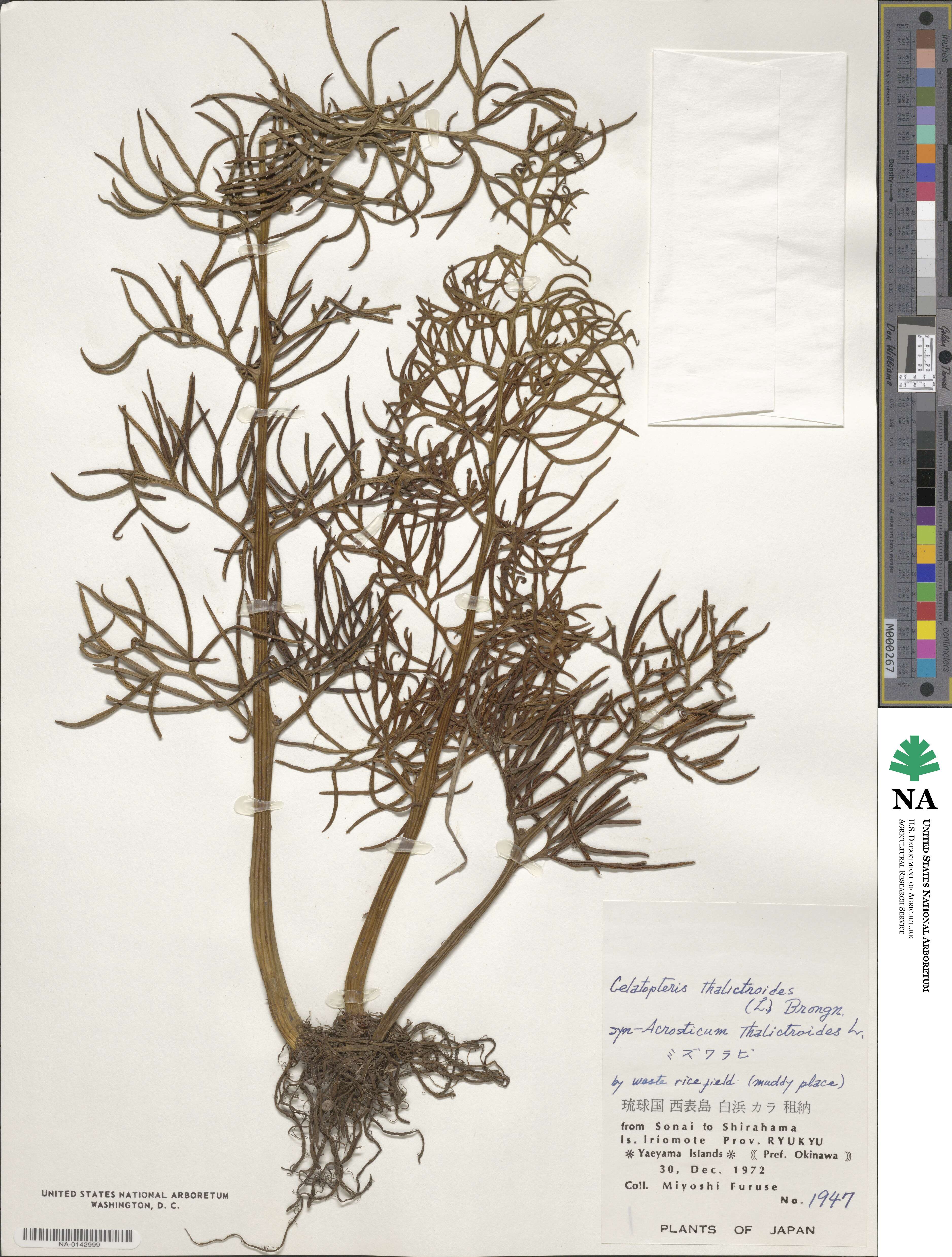 Ceratopteris thalictroides image