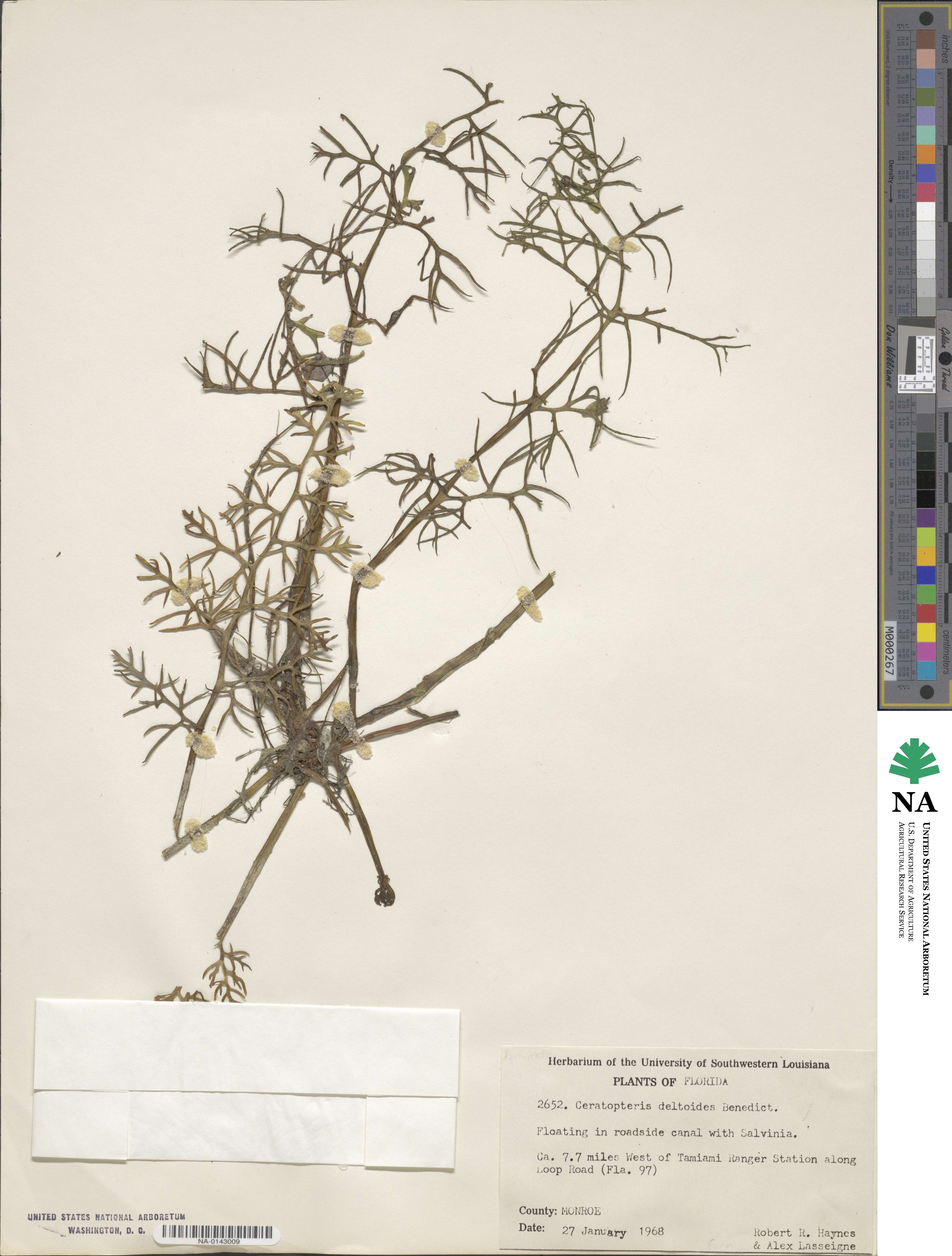 Ceratopteris pteridoides image