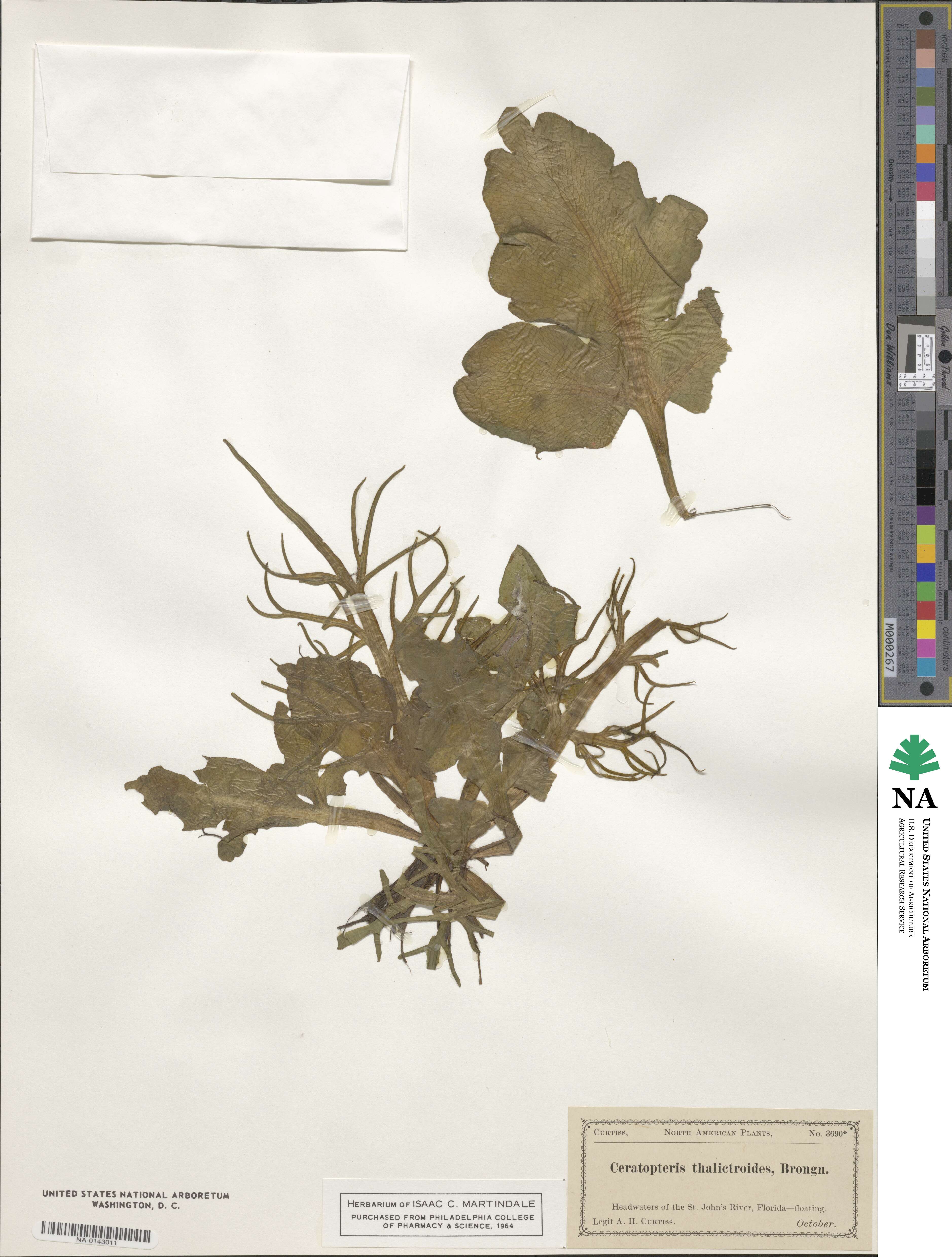 Ceratopteris thalictroides image