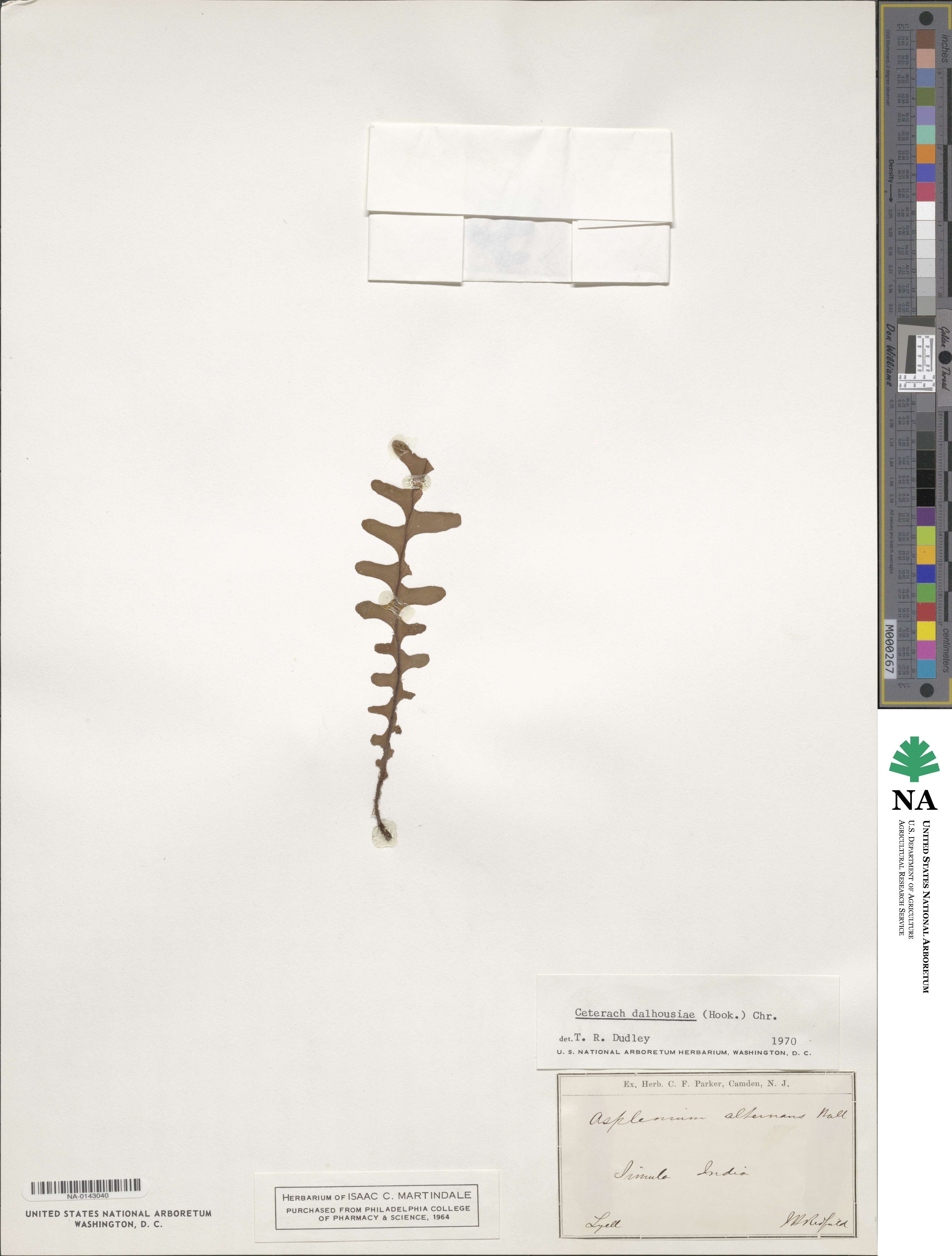 Asplenium dalhousieae image