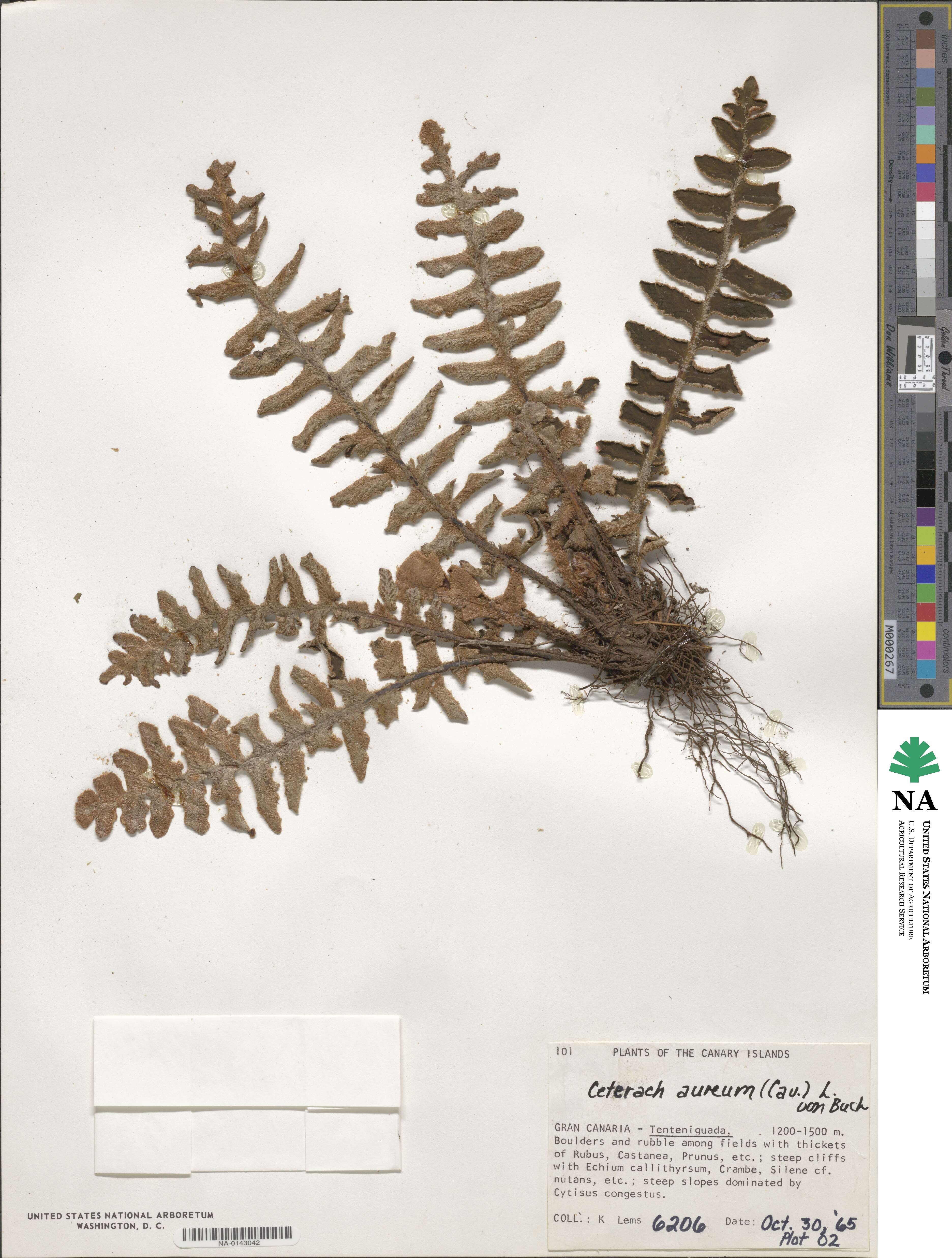 Asplenium aureum image