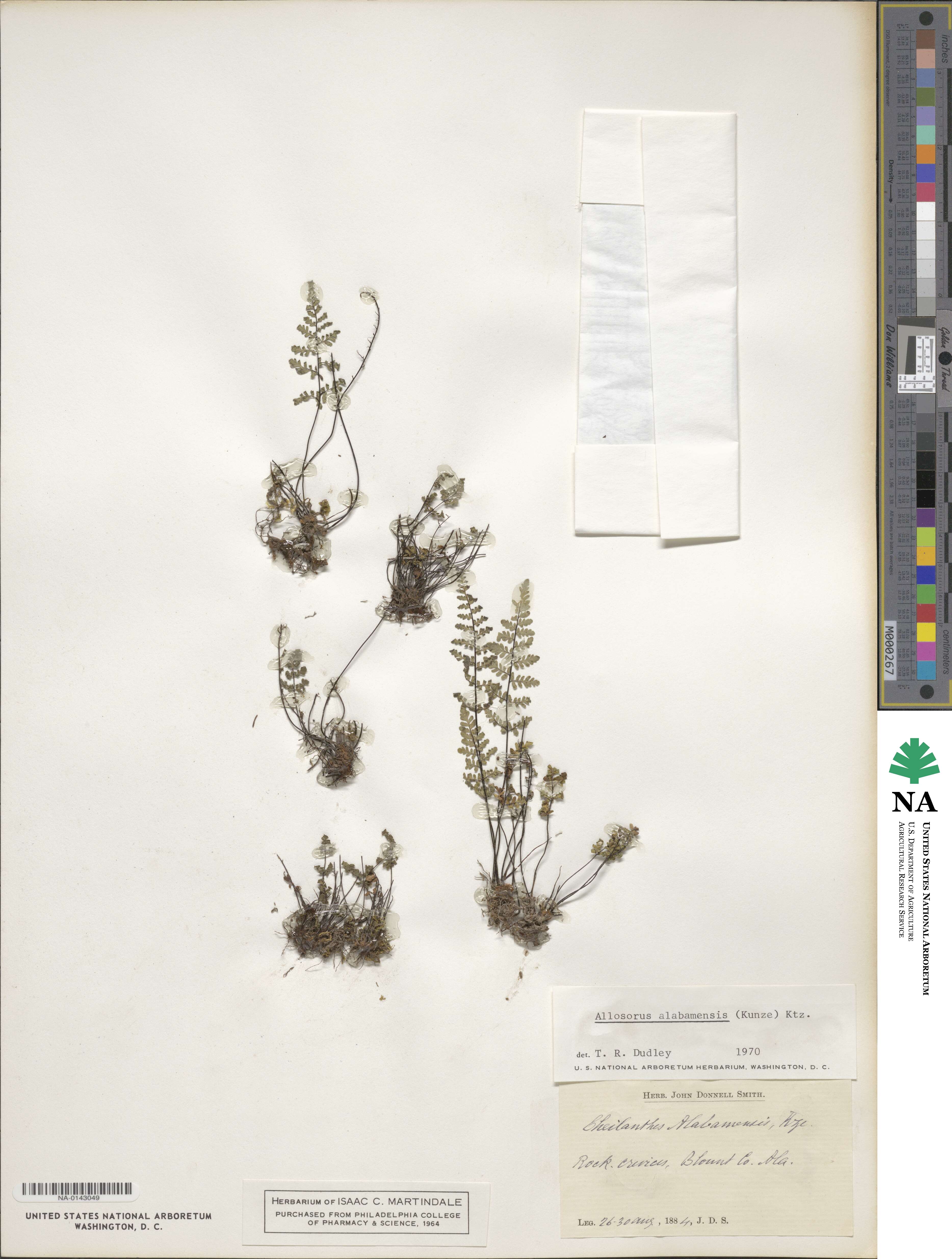 Myriopteris alabamensis image
