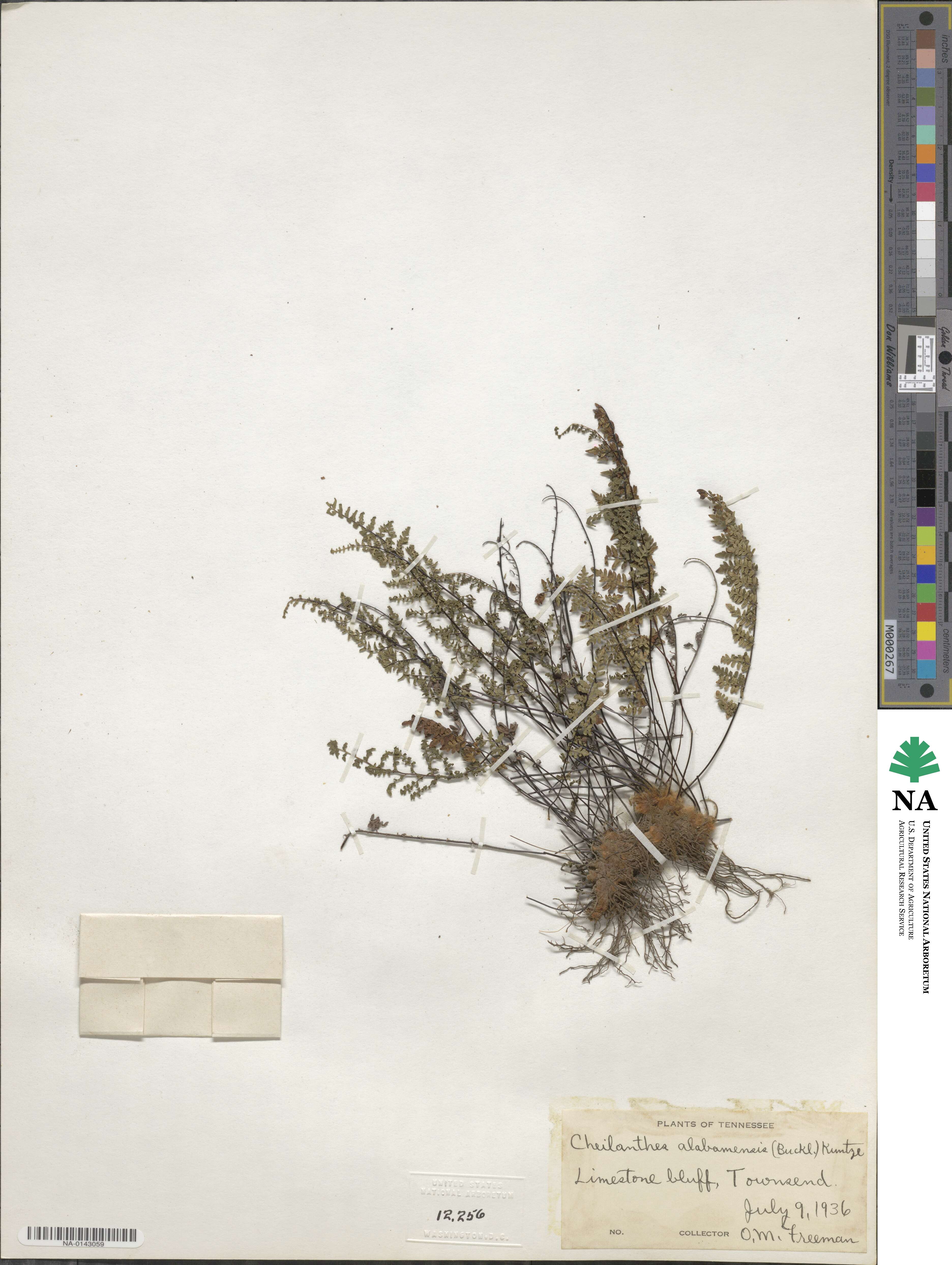 Myriopteris alabamensis image