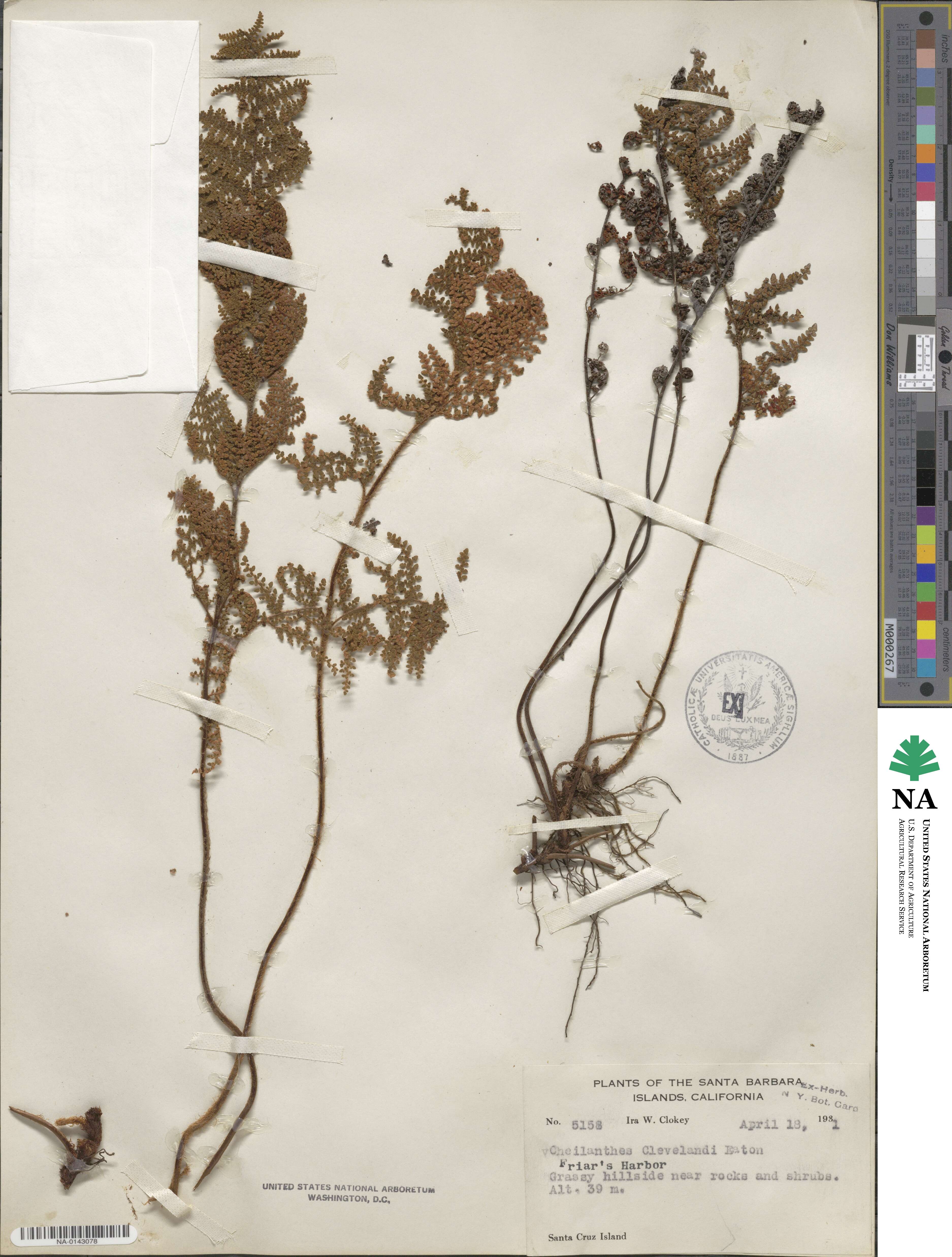 Myriopteris clevelandii image