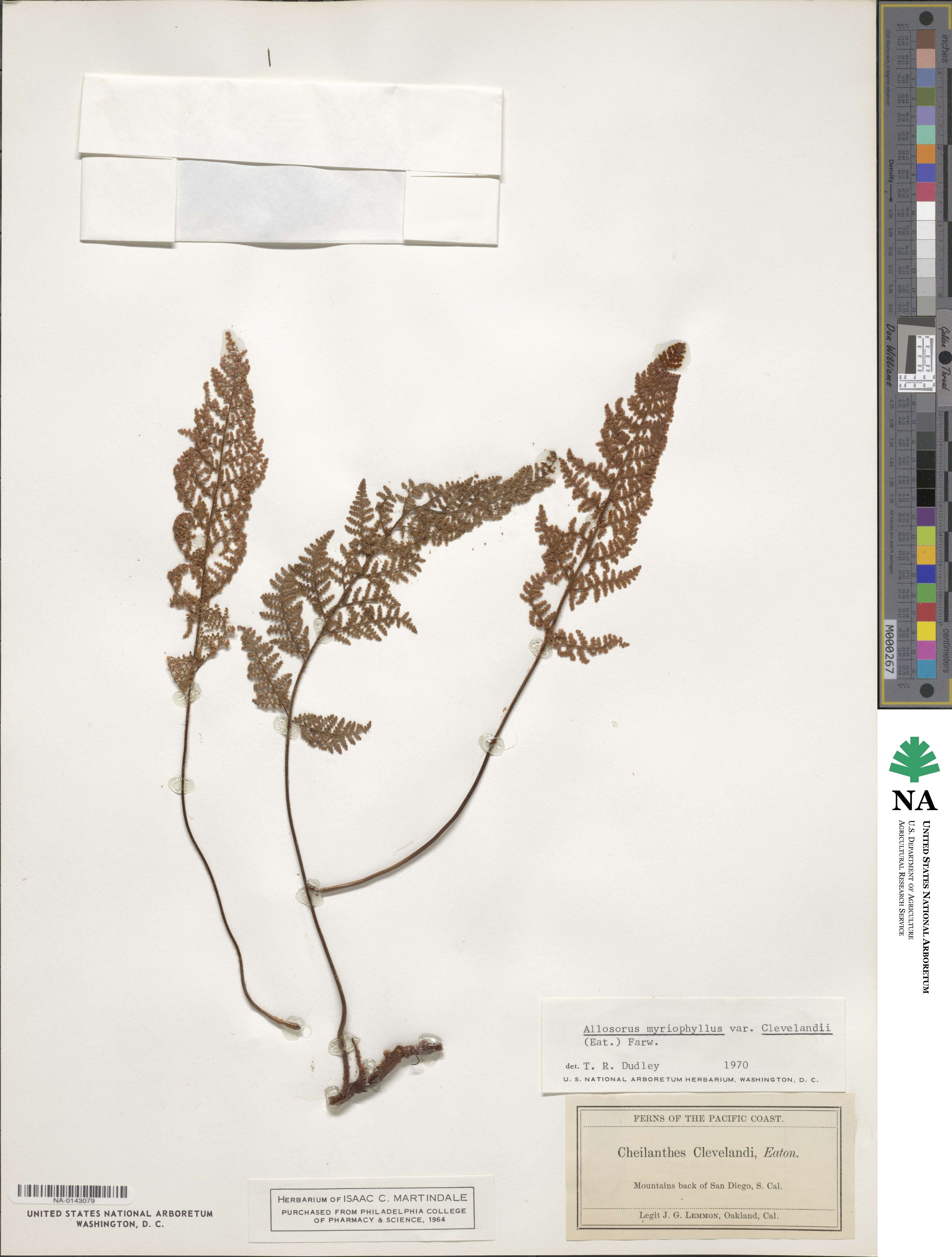 Myriopteris clevelandii image