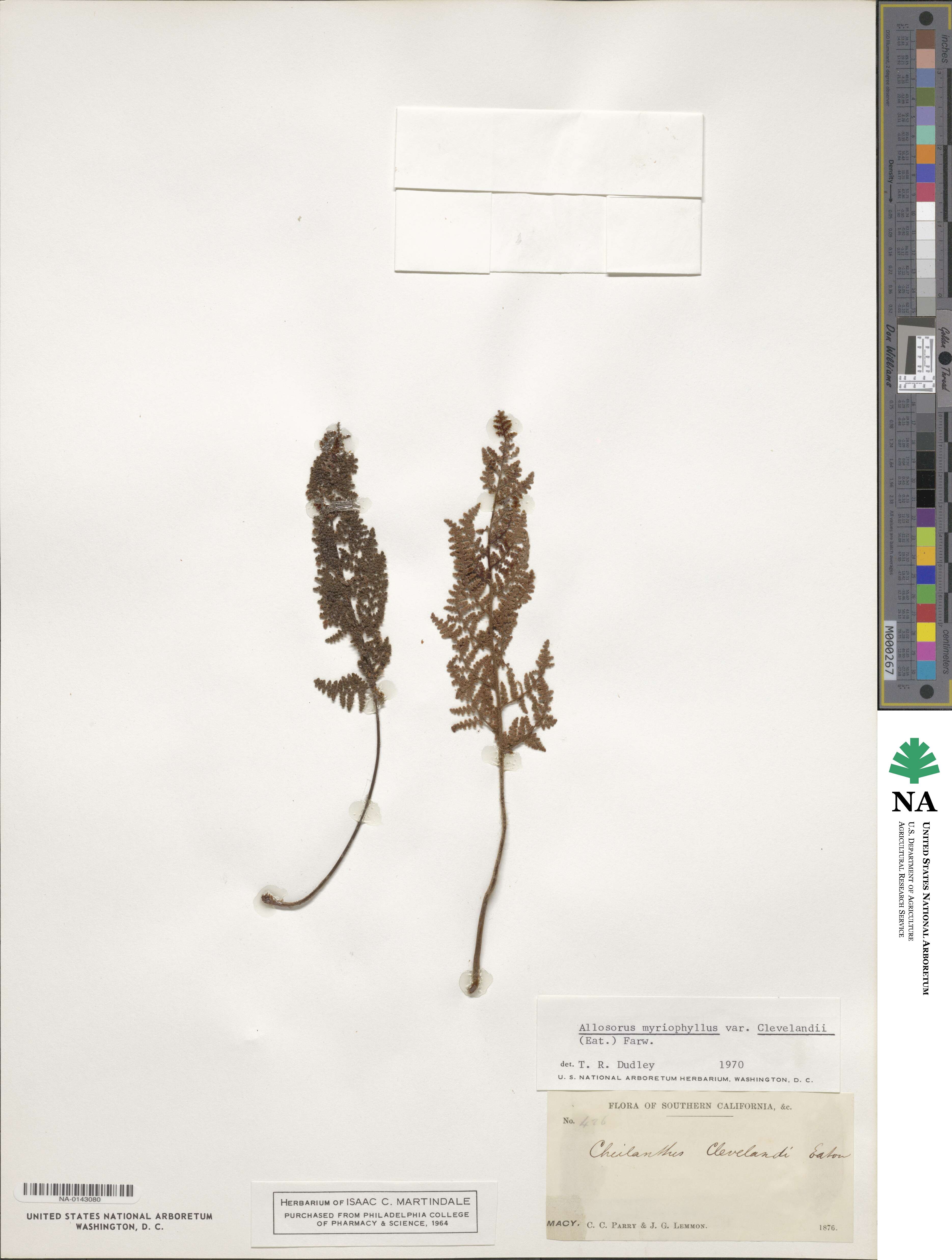 Myriopteris clevelandii image