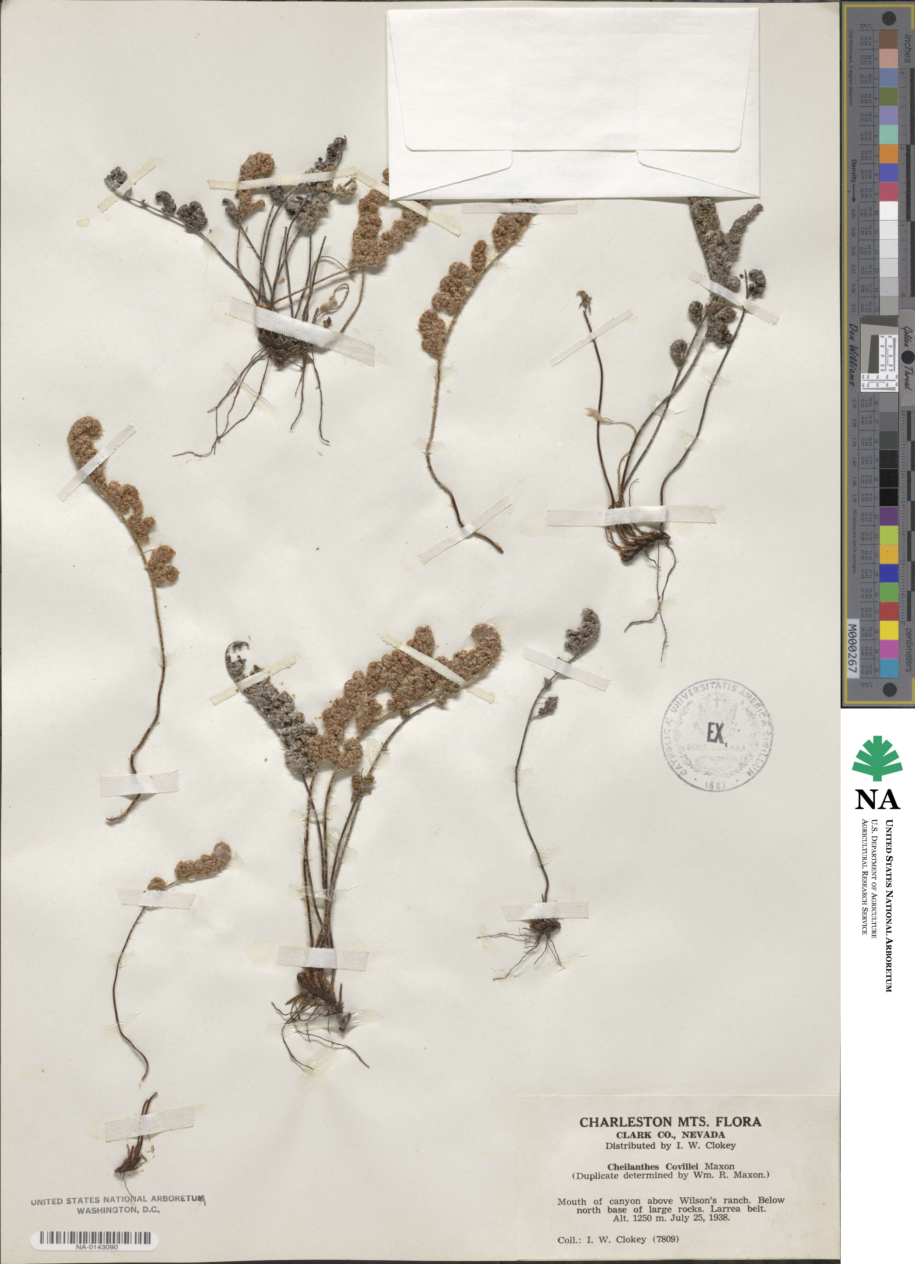 Myriopteris covillei image