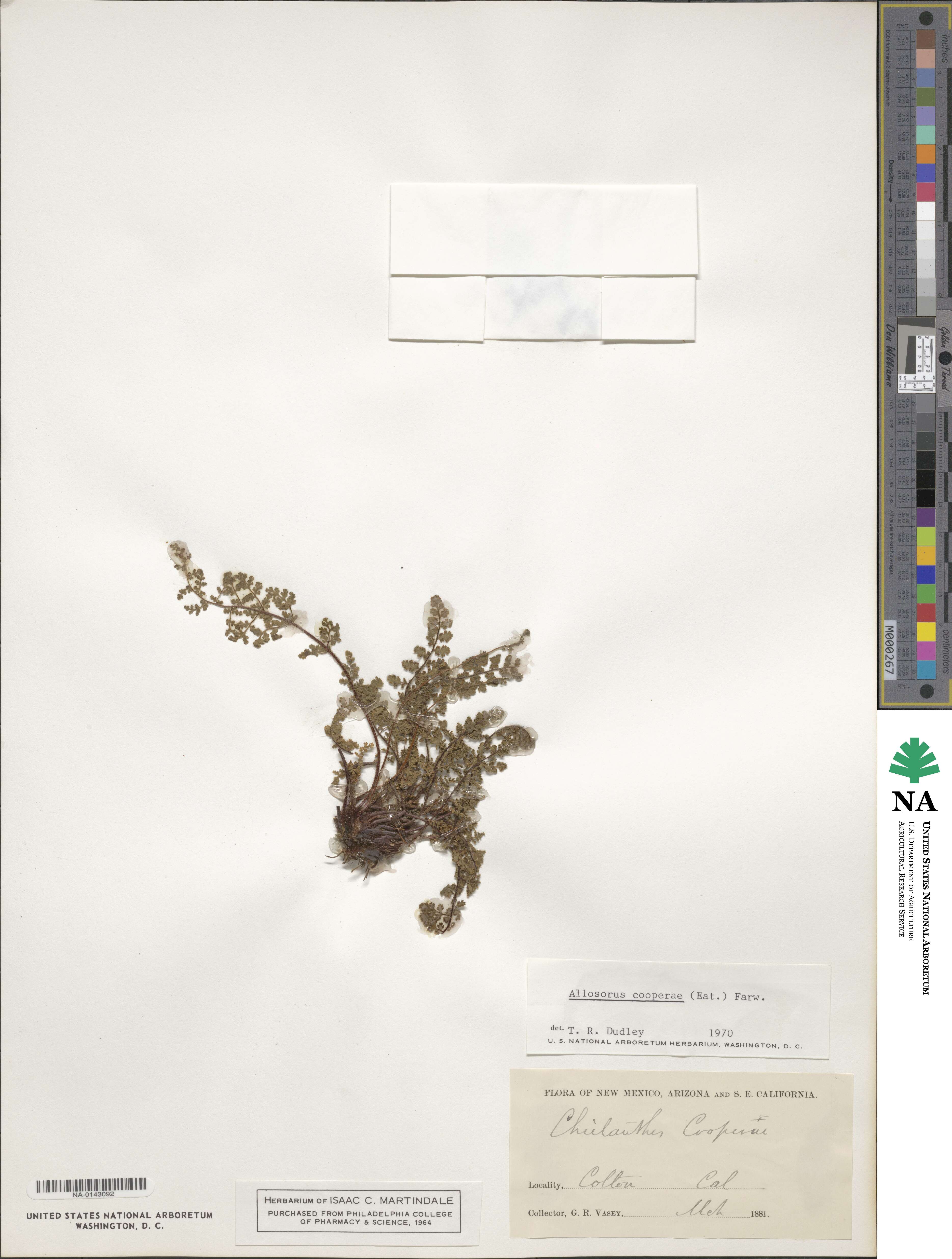 Hemionitis cooperae image
