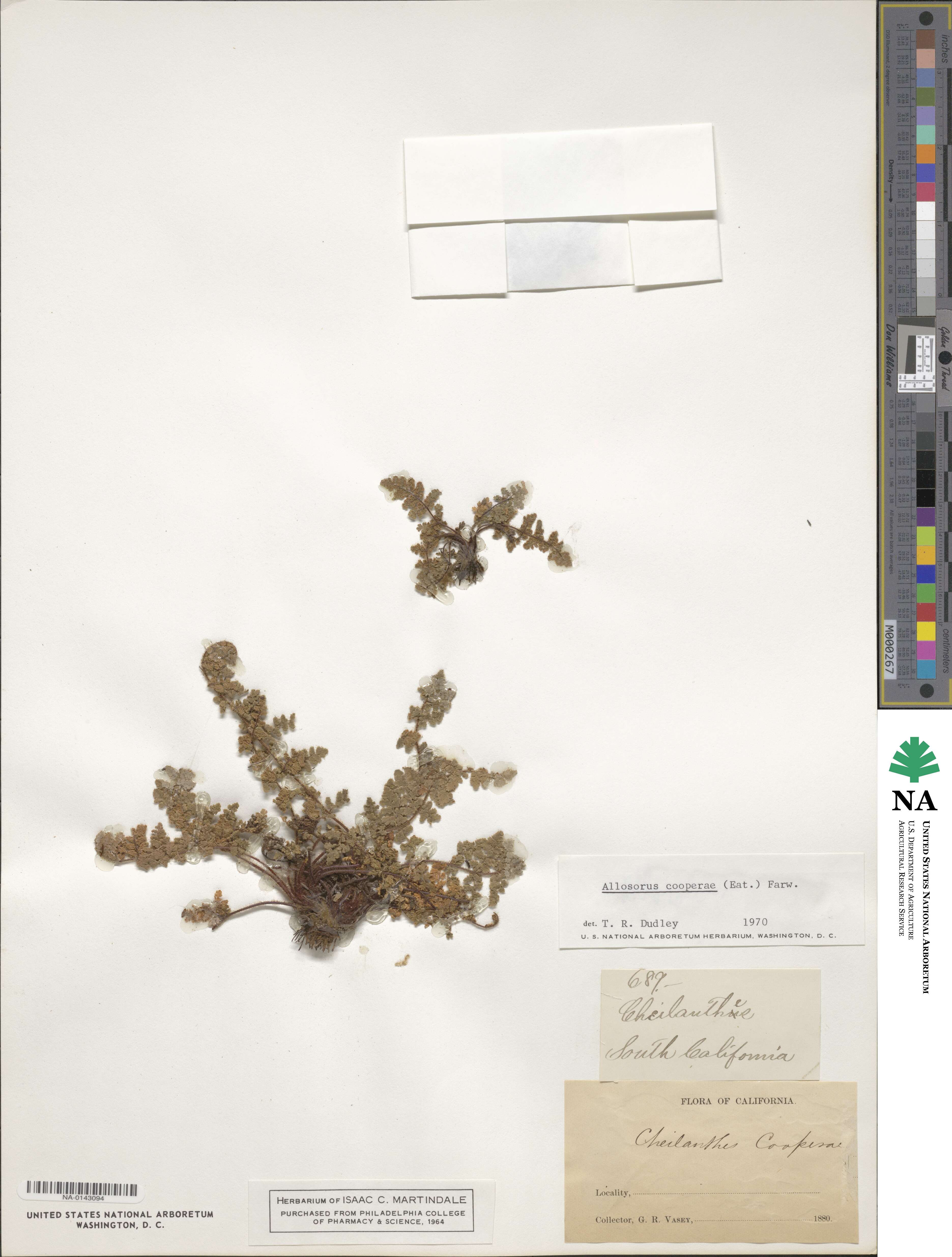 Hemionitis cooperae image