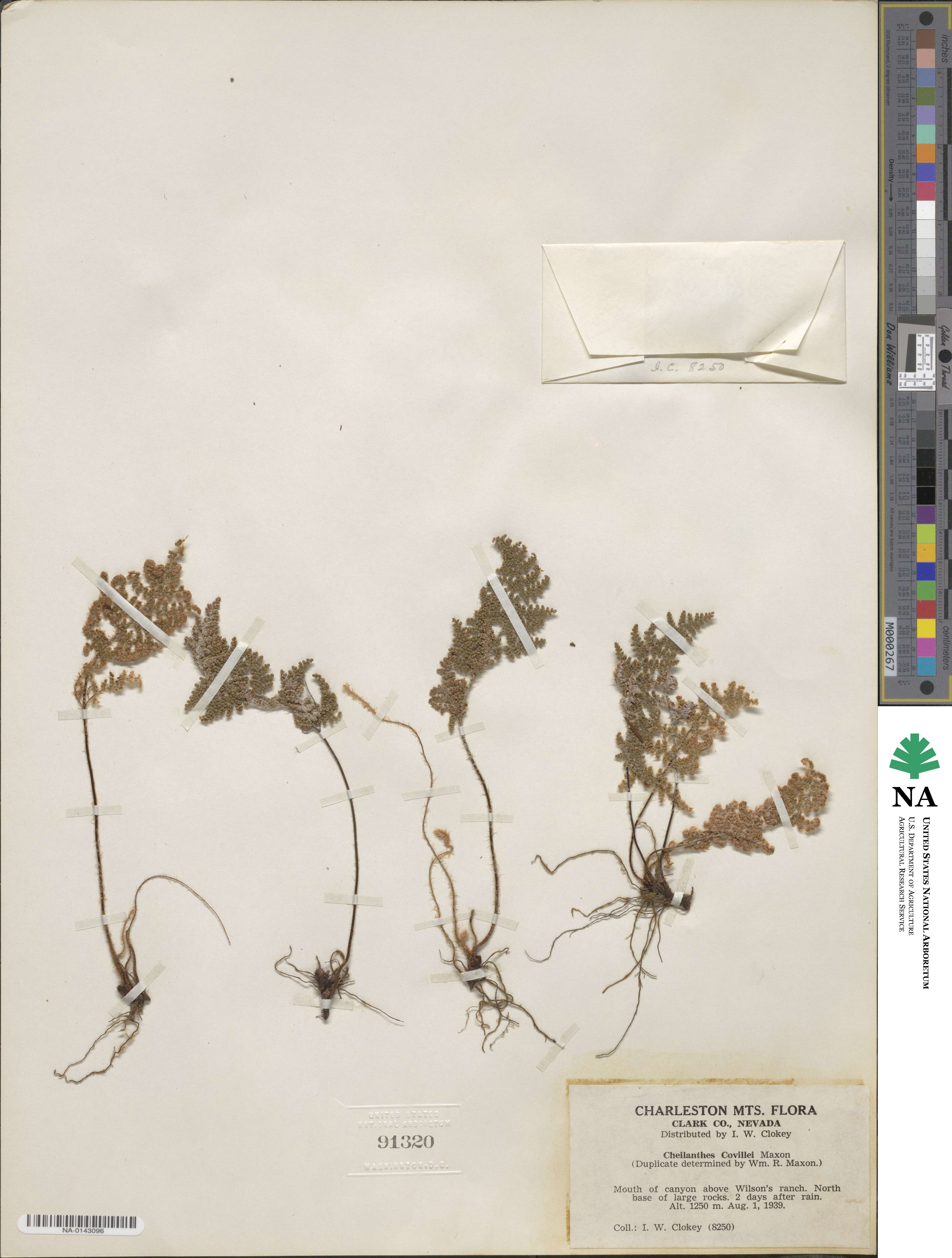 Myriopteris covillei image