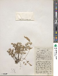 Myriopteris gracilis image