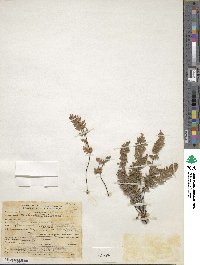 Myriopteris gracilis image