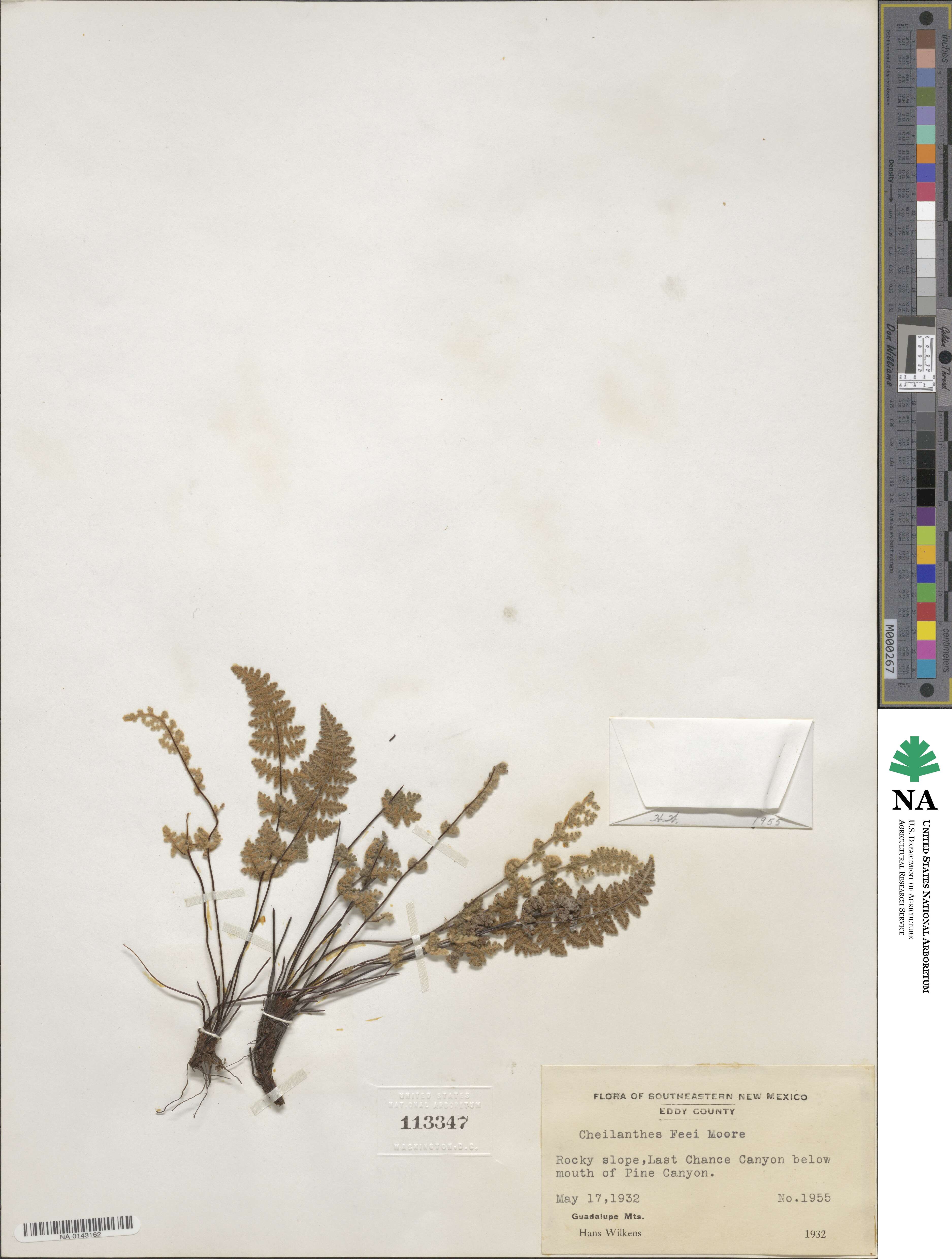 Myriopteris gracilis image